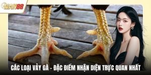 Các Loại Vảy Gà - Đặc Điểm Nhận Diện Trực Quan Nhất